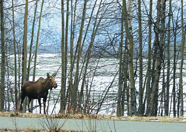 A moose grazes beside an Alaska highway, where a sign warns that 243 such creatures have been struck by Mat-Su Valley motorists since last July.