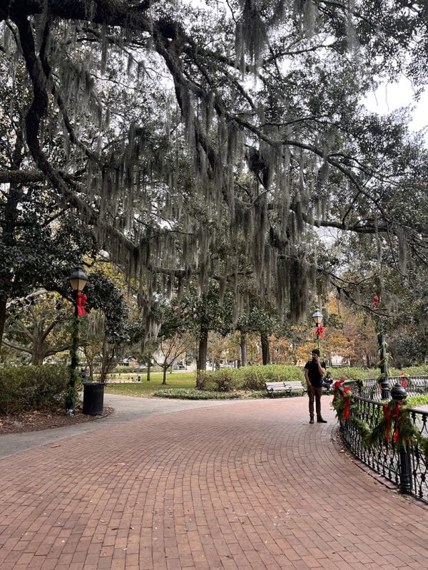 Spanish moss hangs from the majestic oak trees in Savannah's Forsyth Park.
