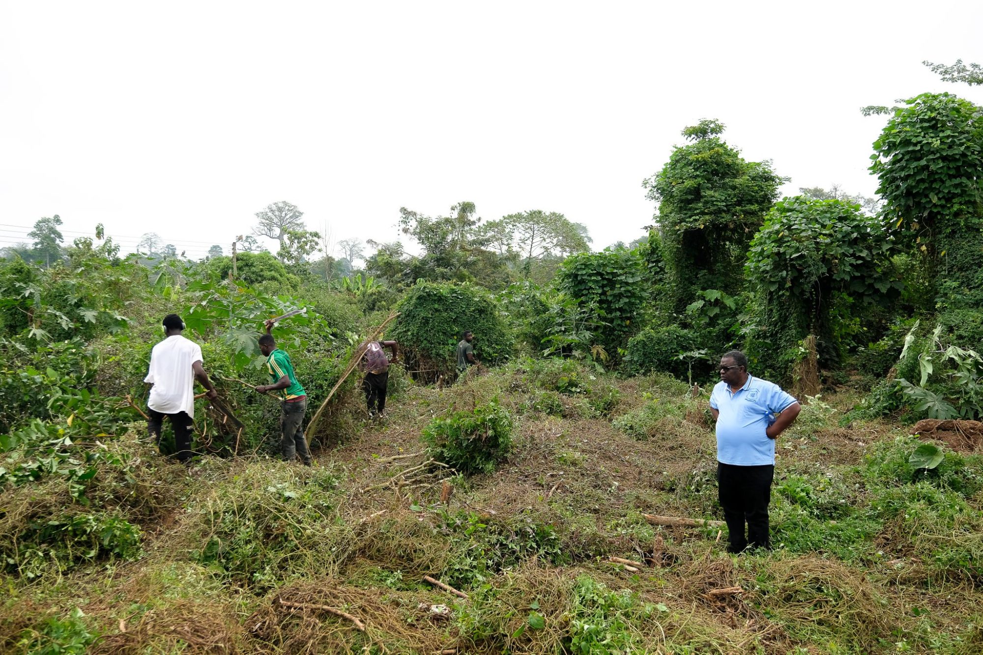 Augustine Tawiah oversees students from the Bia Lamplighter College of Education as they clearing brush with machetes in New Debiso, Ghana.